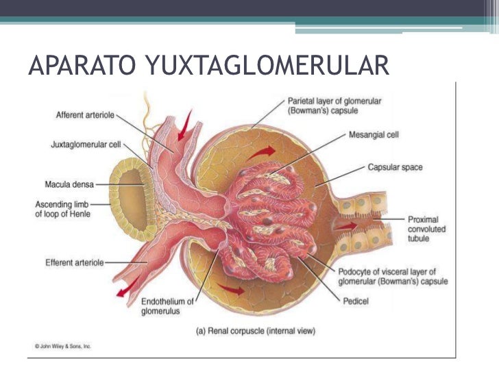 aparato yuxtaglomerular fisiologia